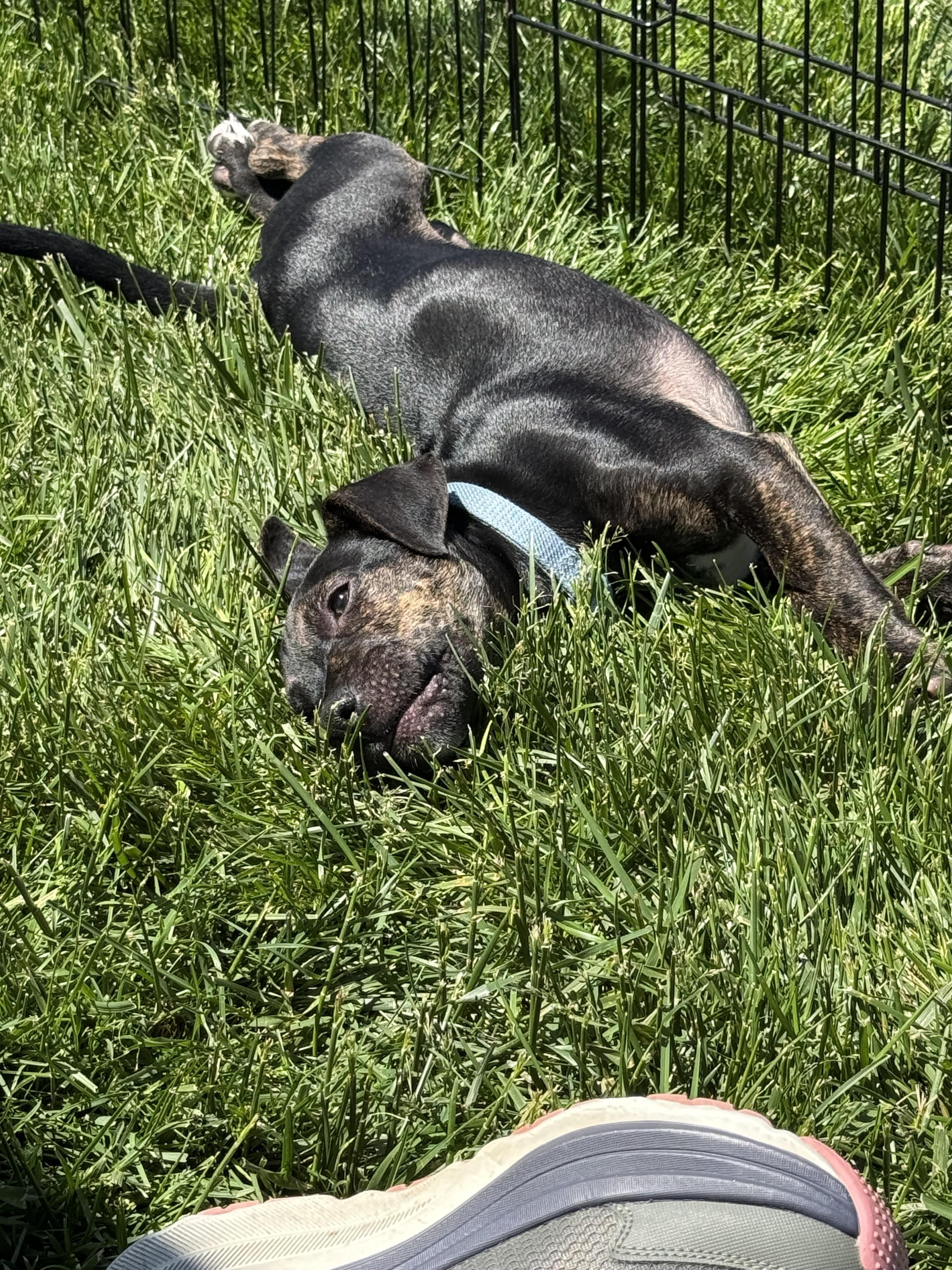 Oscar, an adopted mixed breed in Adams, MA image 2/5
