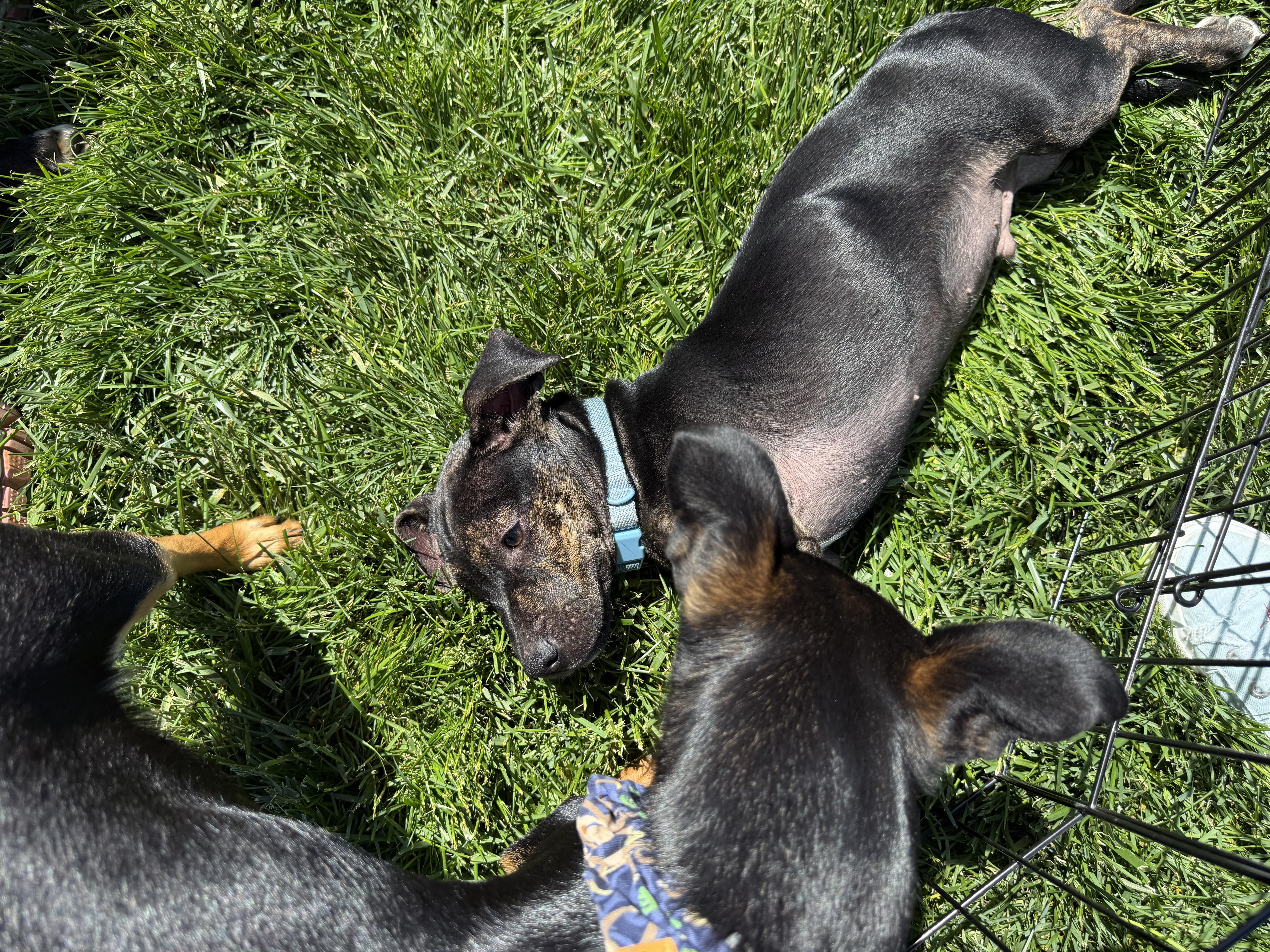 Oscar, an adopted mixed breed in Adams, MA image 5/5