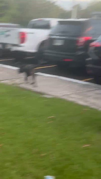 Enlarge Oscar, an adopted mixed breed in Adams, MA video 4/5