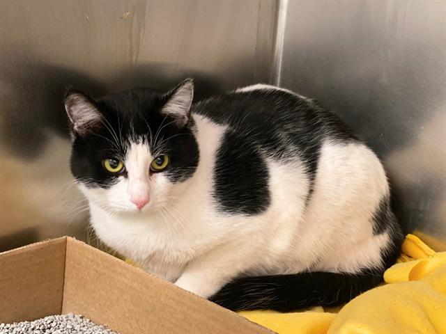 Enlarge ARLO, a Adoptable Domestic Short Hair in Fort Wayne, IN image 1/1