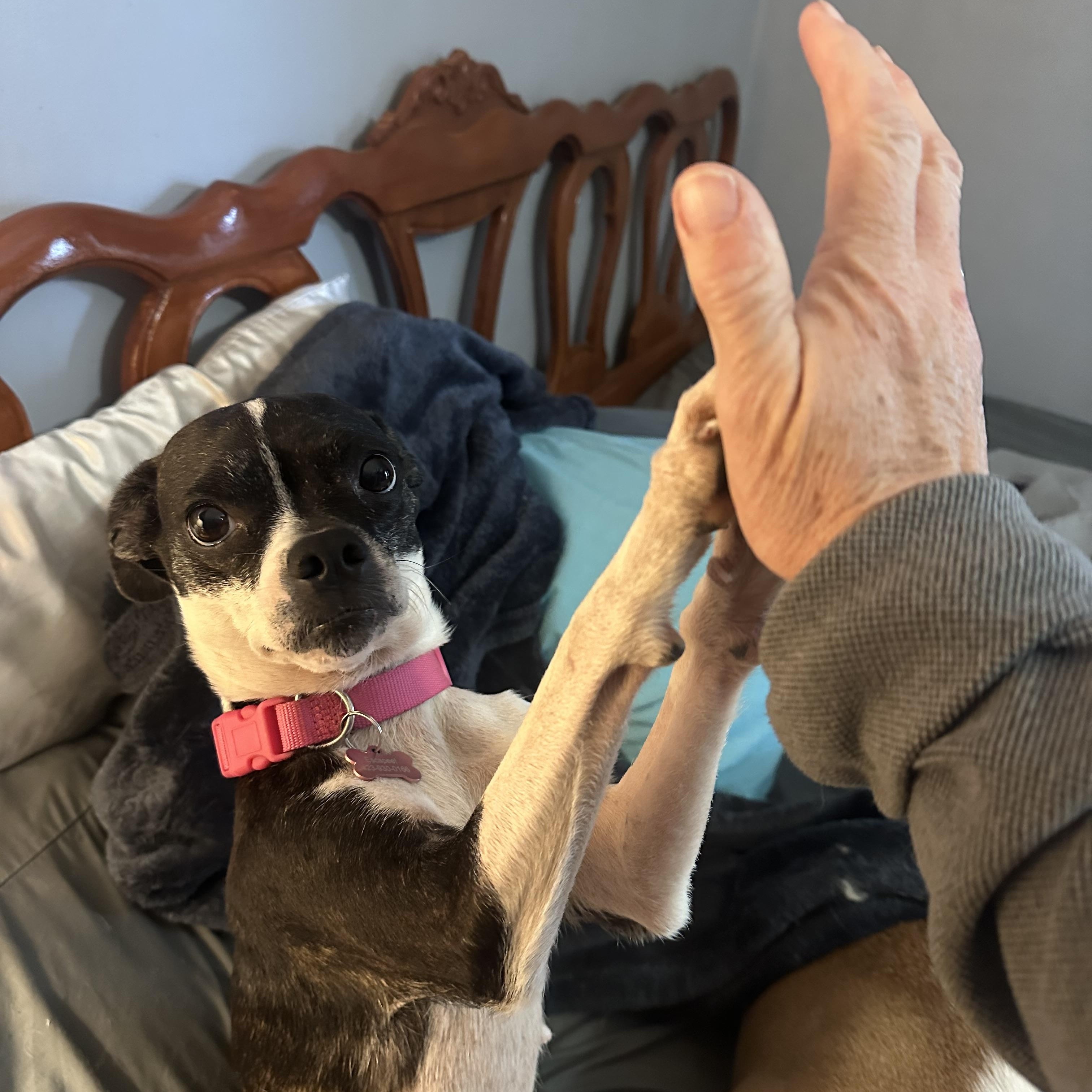 Greta Gremlin, ADOPTABLE, Adult Female Boston Terrier & Chihuahua.