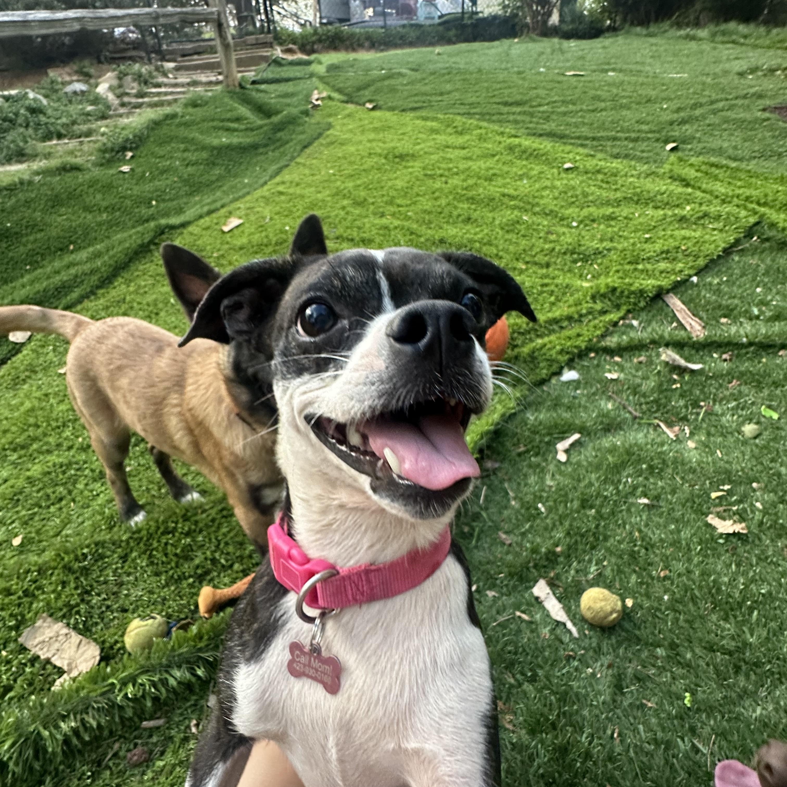 Enlarge Greta Gremlin, a ADOPTABLE mixed breed in Bristol, TN image 1/5