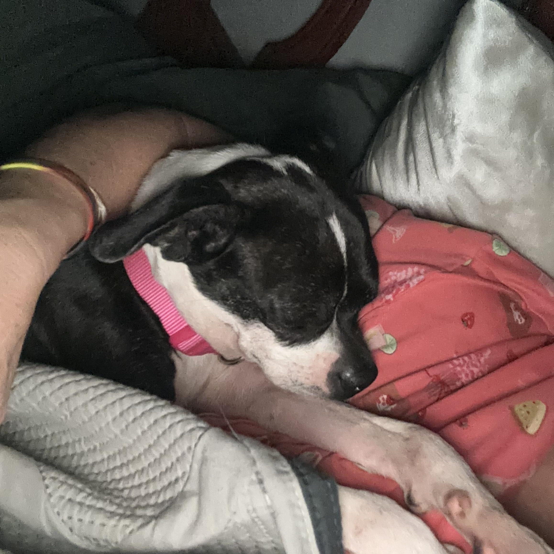 Enlarge Greta Gremlin, a ADOPTABLE mixed breed in Bristol, TN image 3/5