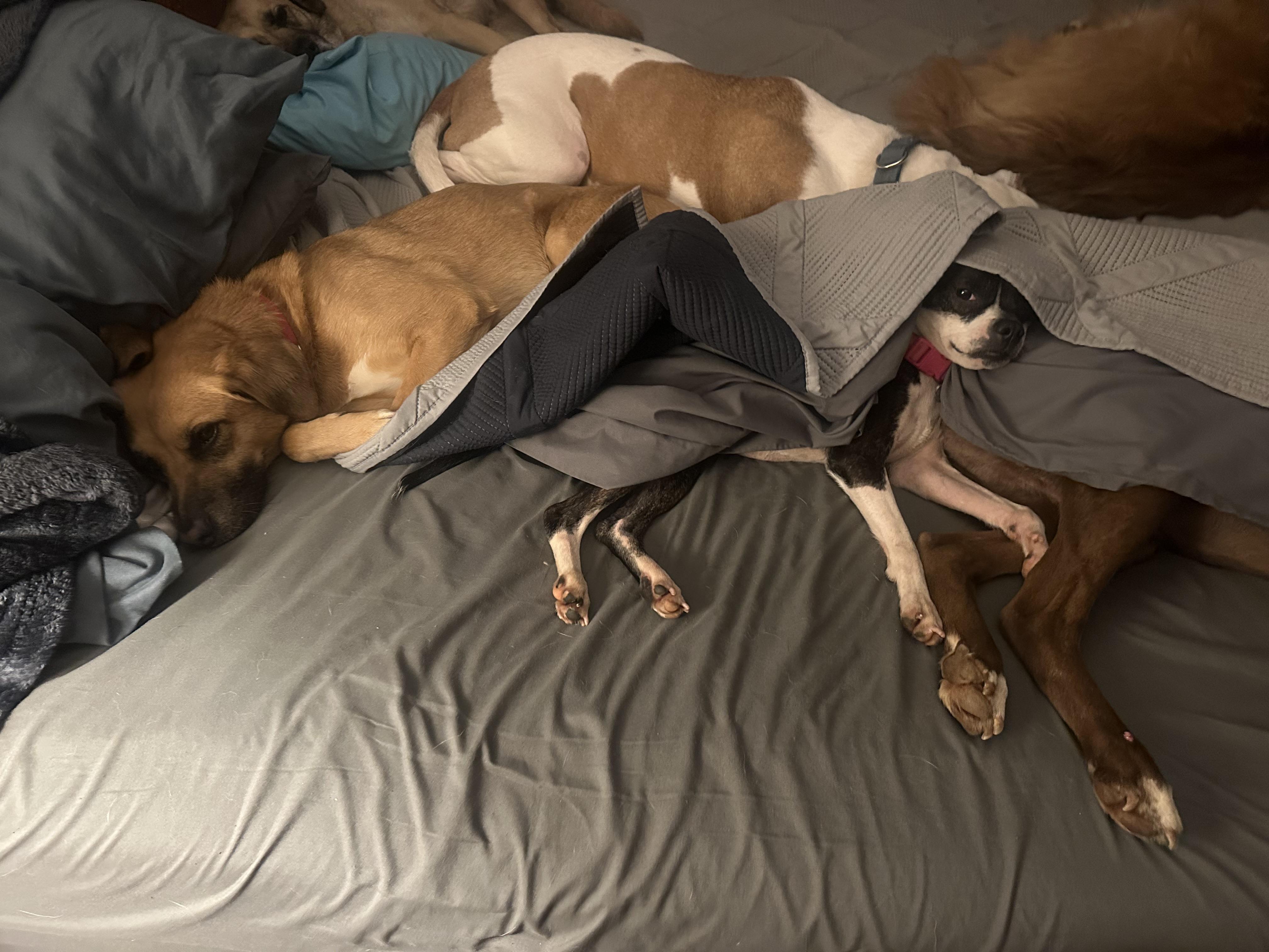 Enlarge Greta Gremlin, a ADOPTABLE mixed breed in Bristol, TN image 4/5