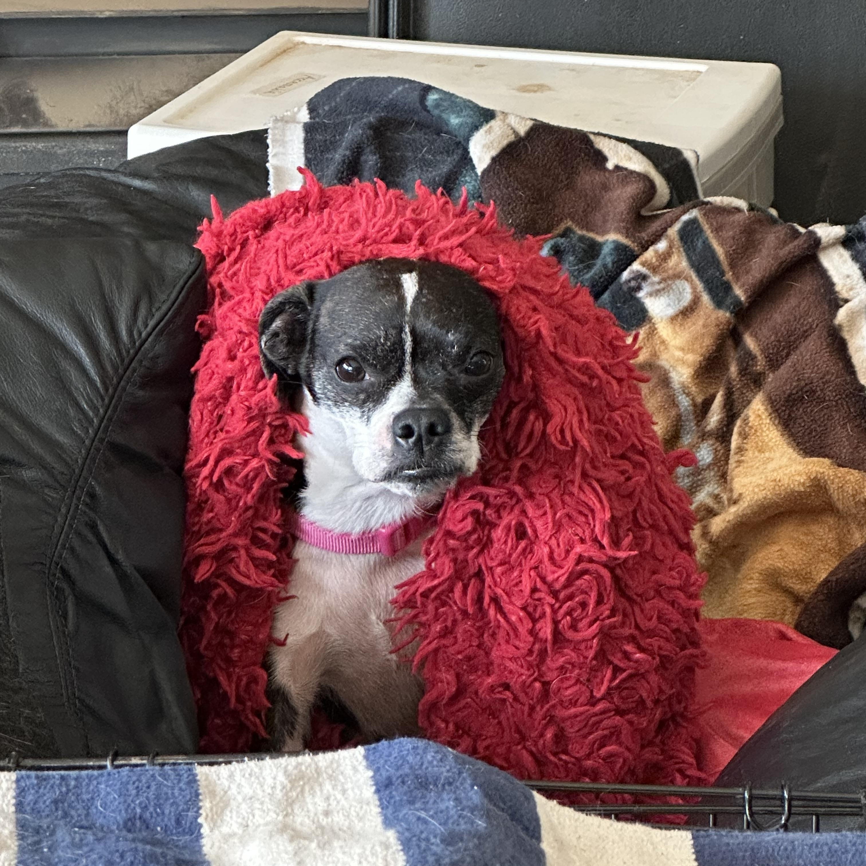 Enlarge Greta Gremlin, a ADOPTABLE mixed breed in Bristol, TN image 2/5