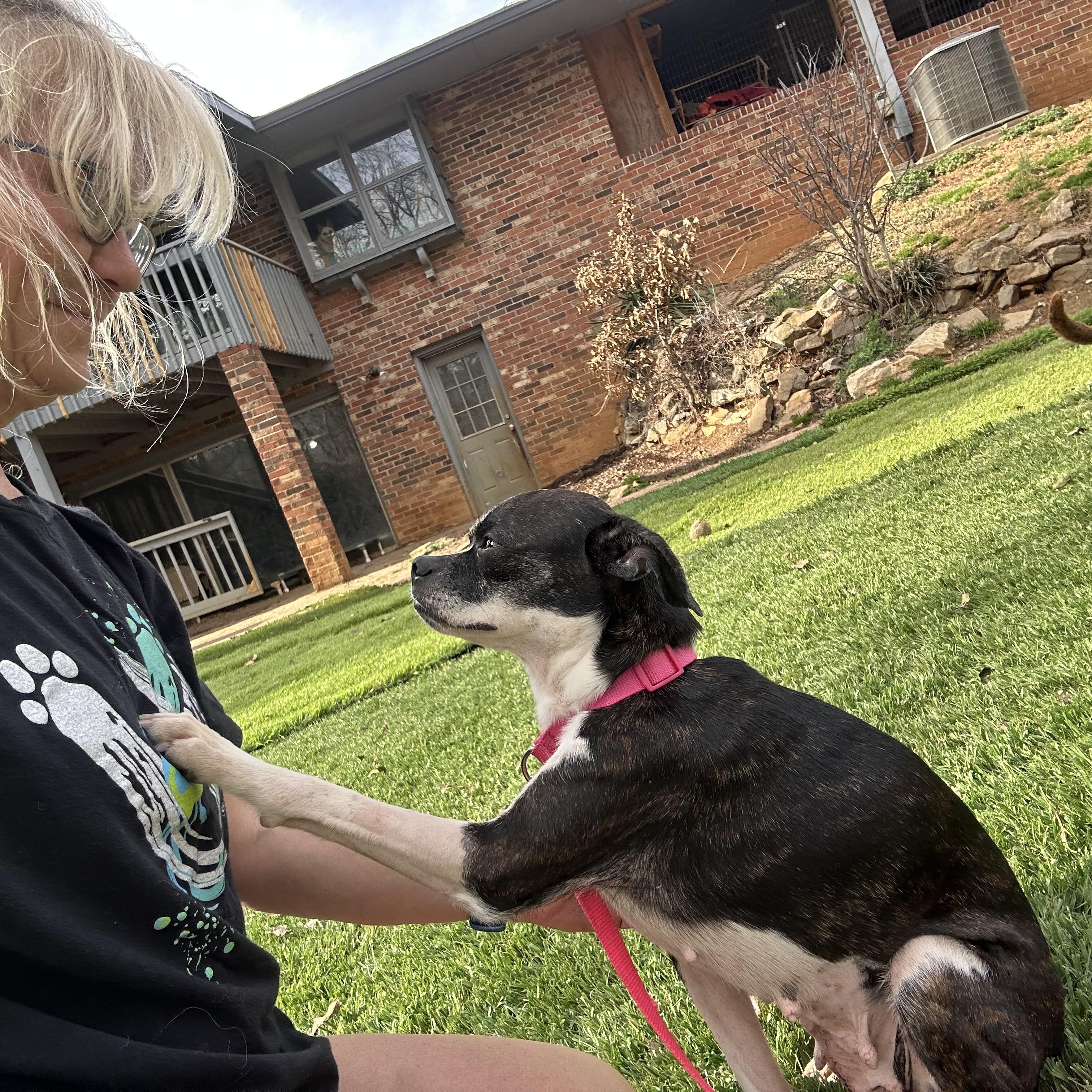 Enlarge Greta Gremlin, a ADOPTABLE mixed breed in Bristol, TN image 5/5