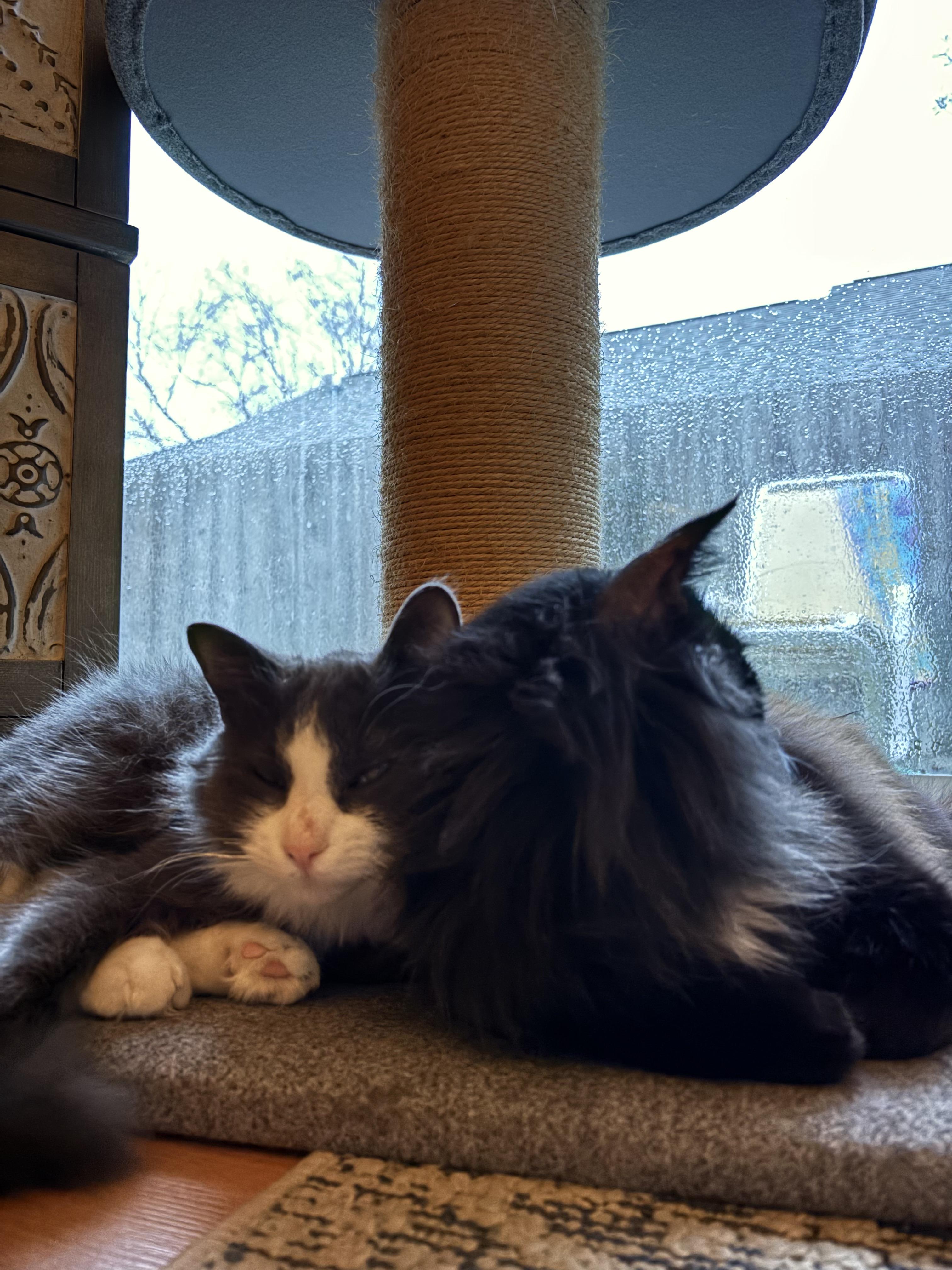 Enlarge Mouse, a ADOPTABLE Domestic Long Hair in Wilmington, NC image 6/6