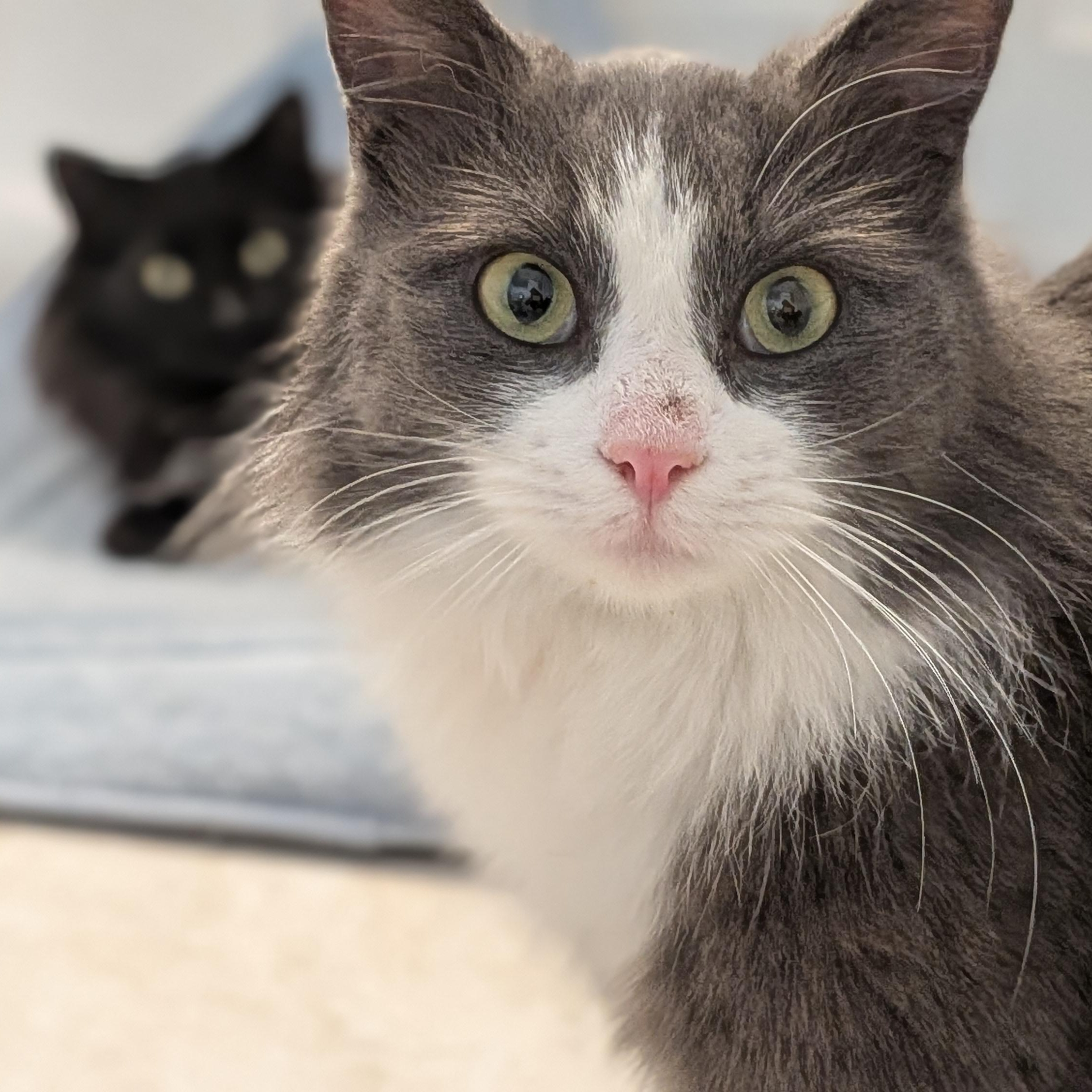 Enlarge Mouse, a ADOPTABLE Domestic Long Hair in Wilmington, NC image 2/6