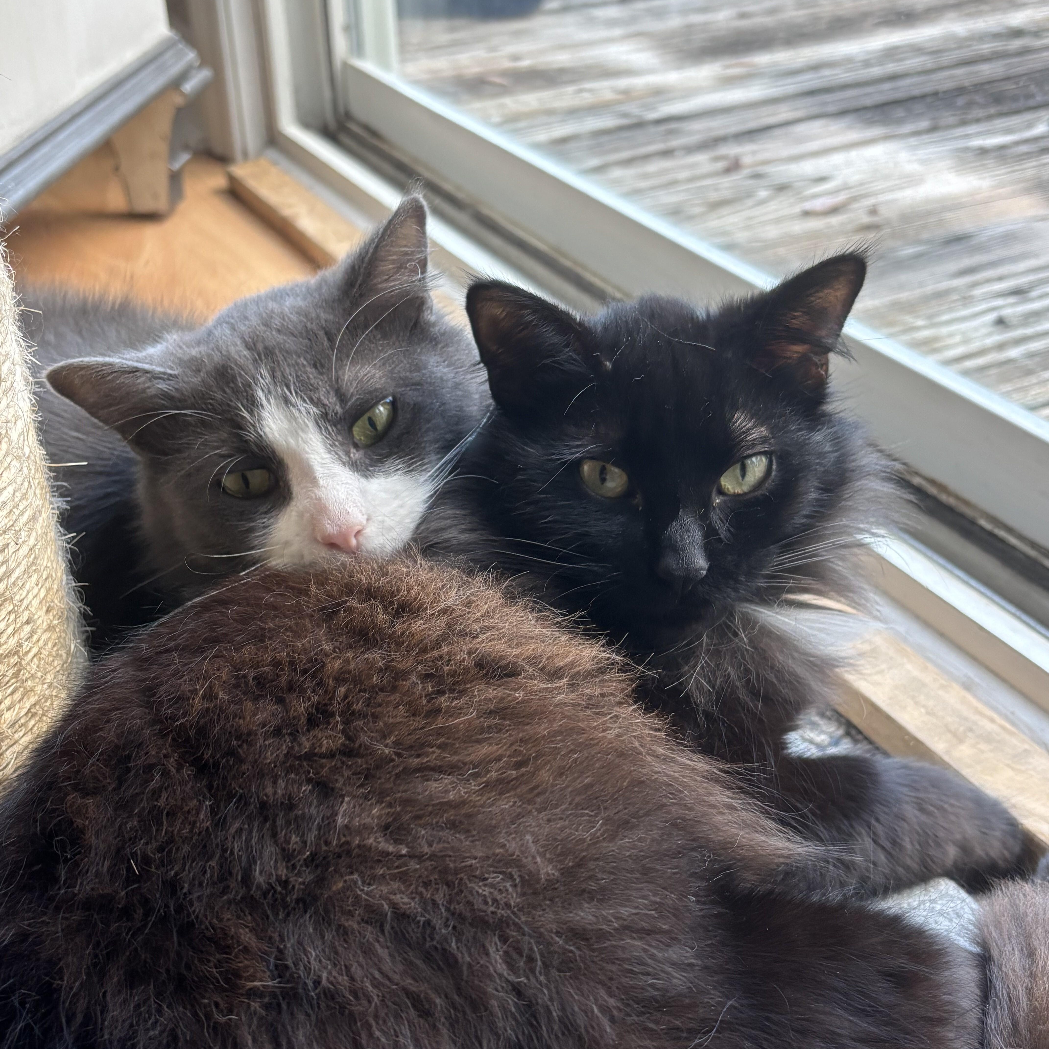 Enlarge Mouse, a ADOPTABLE Domestic Long Hair in Wilmington, NC image 3/6