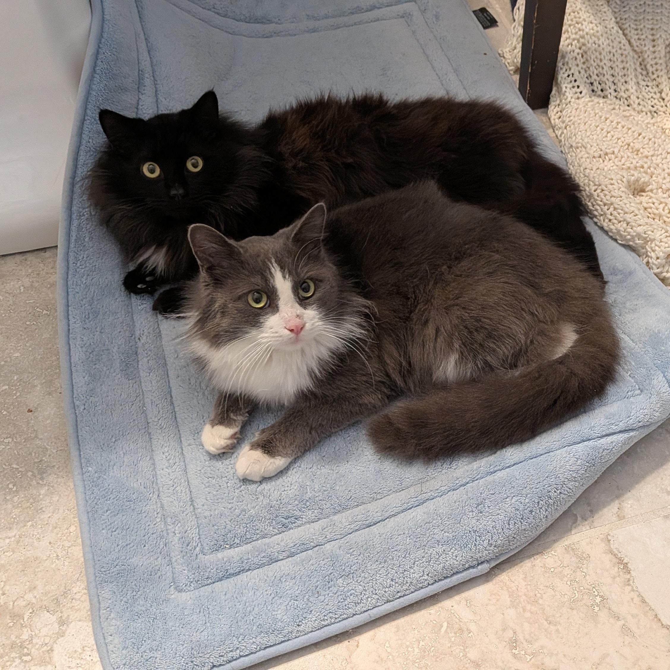 Enlarge Mouse, a ADOPTABLE Domestic Long Hair in Wilmington, NC image 4/6