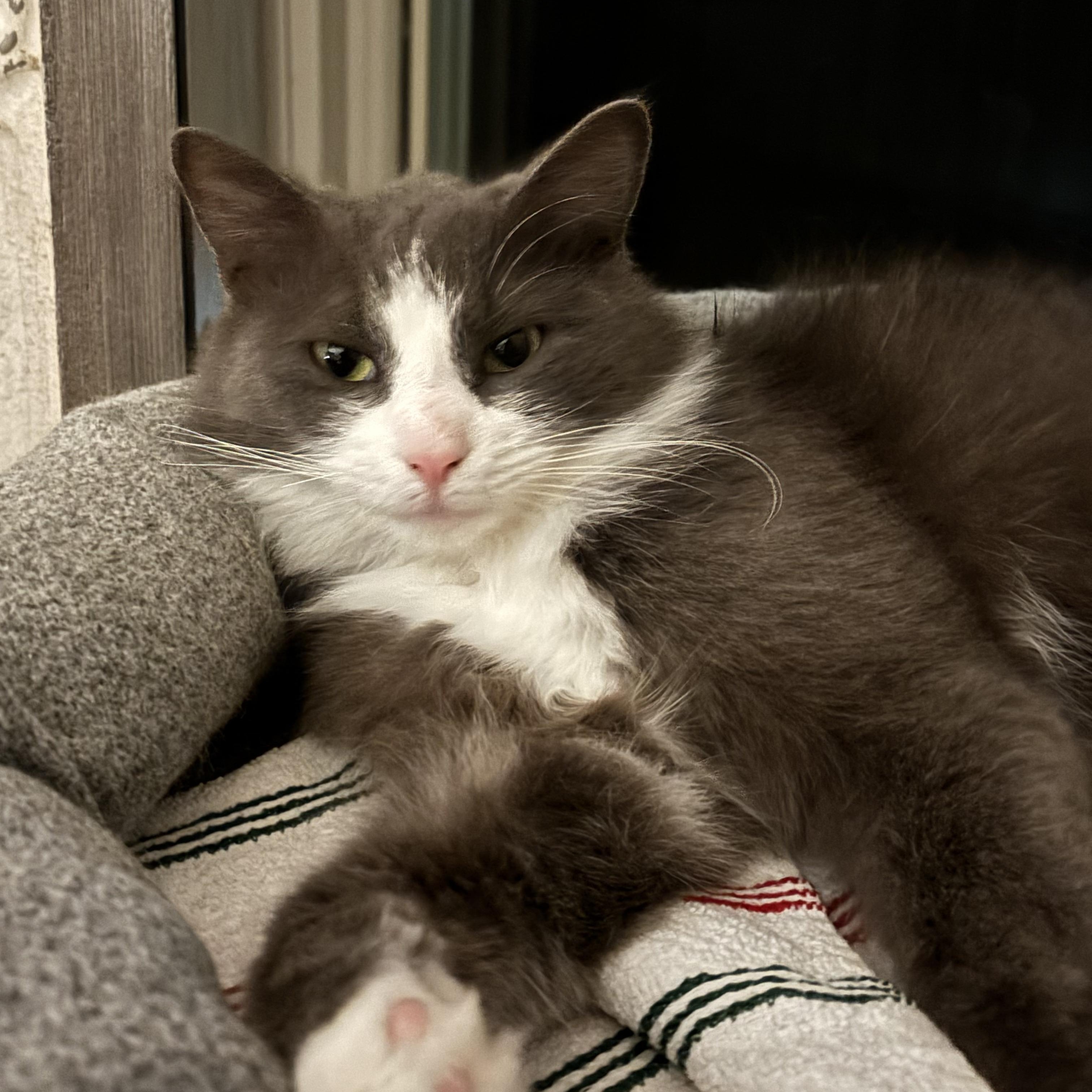 Mouse, ADOPTABLE, Young Male Domestic Long Hair.