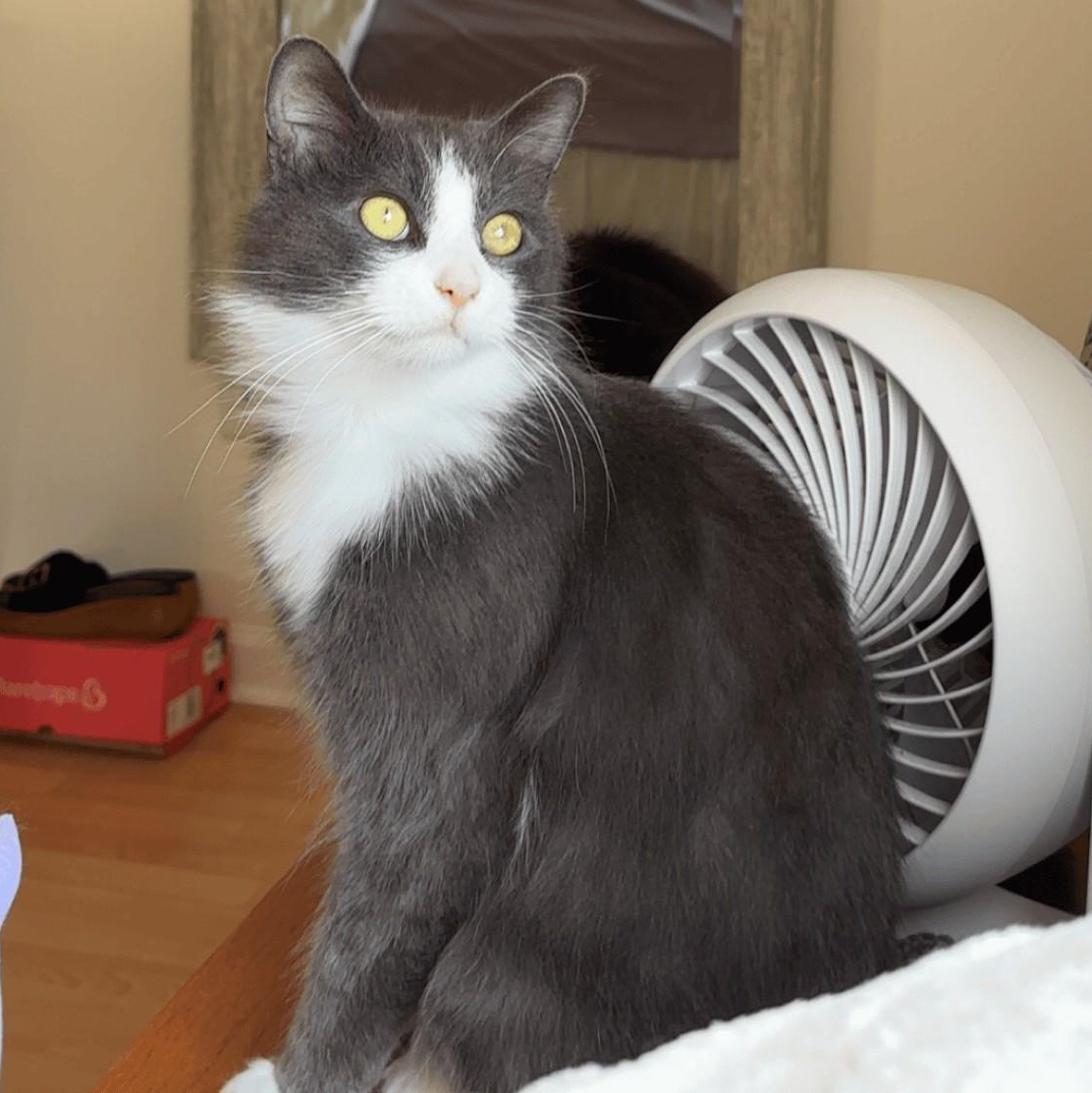 Enlarge Mouse, a ADOPTABLE Domestic Long Hair in Wilmington, NC image 1/6