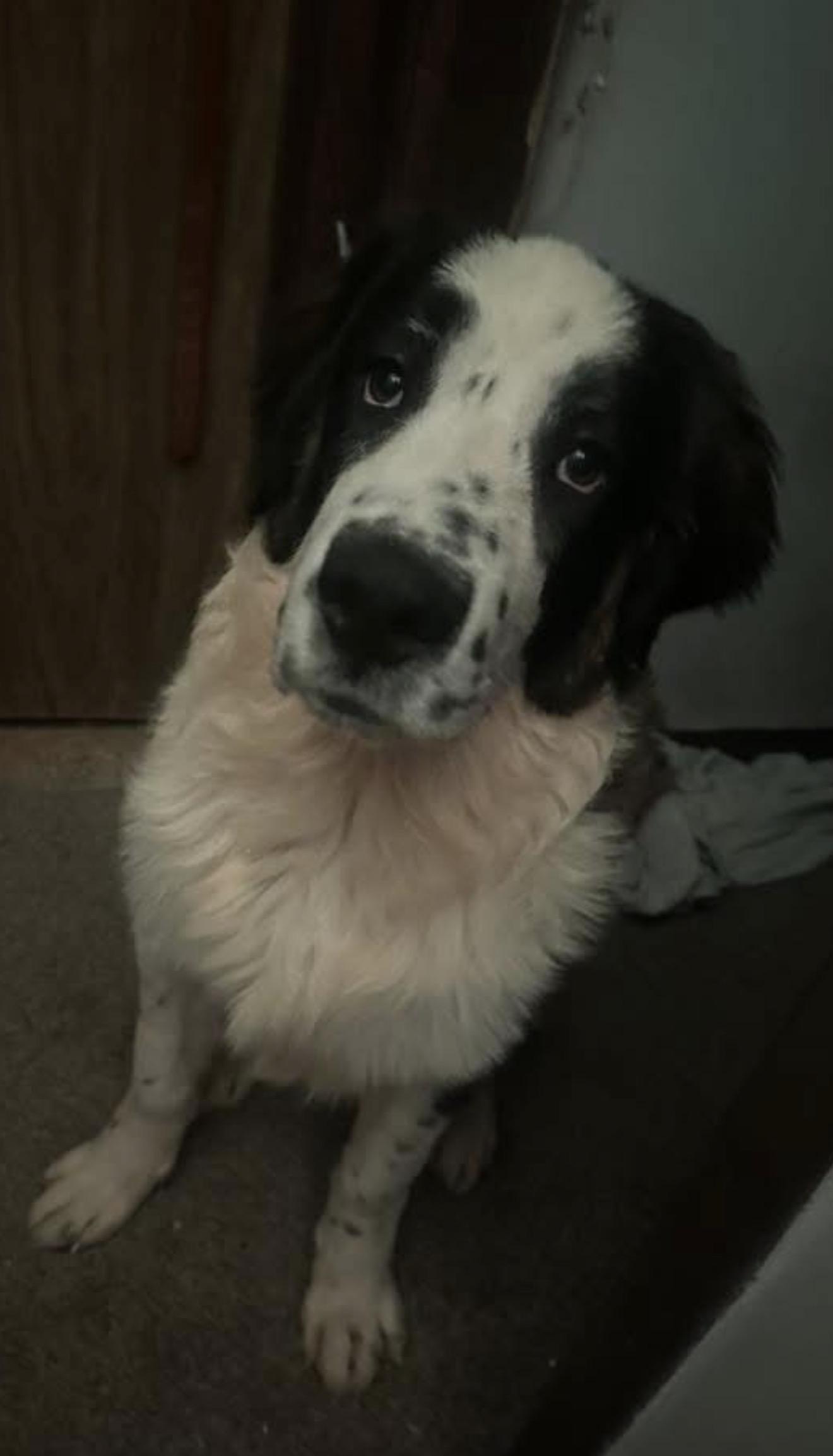 Jasper, Adoptable, Young Male Saint Bernard.