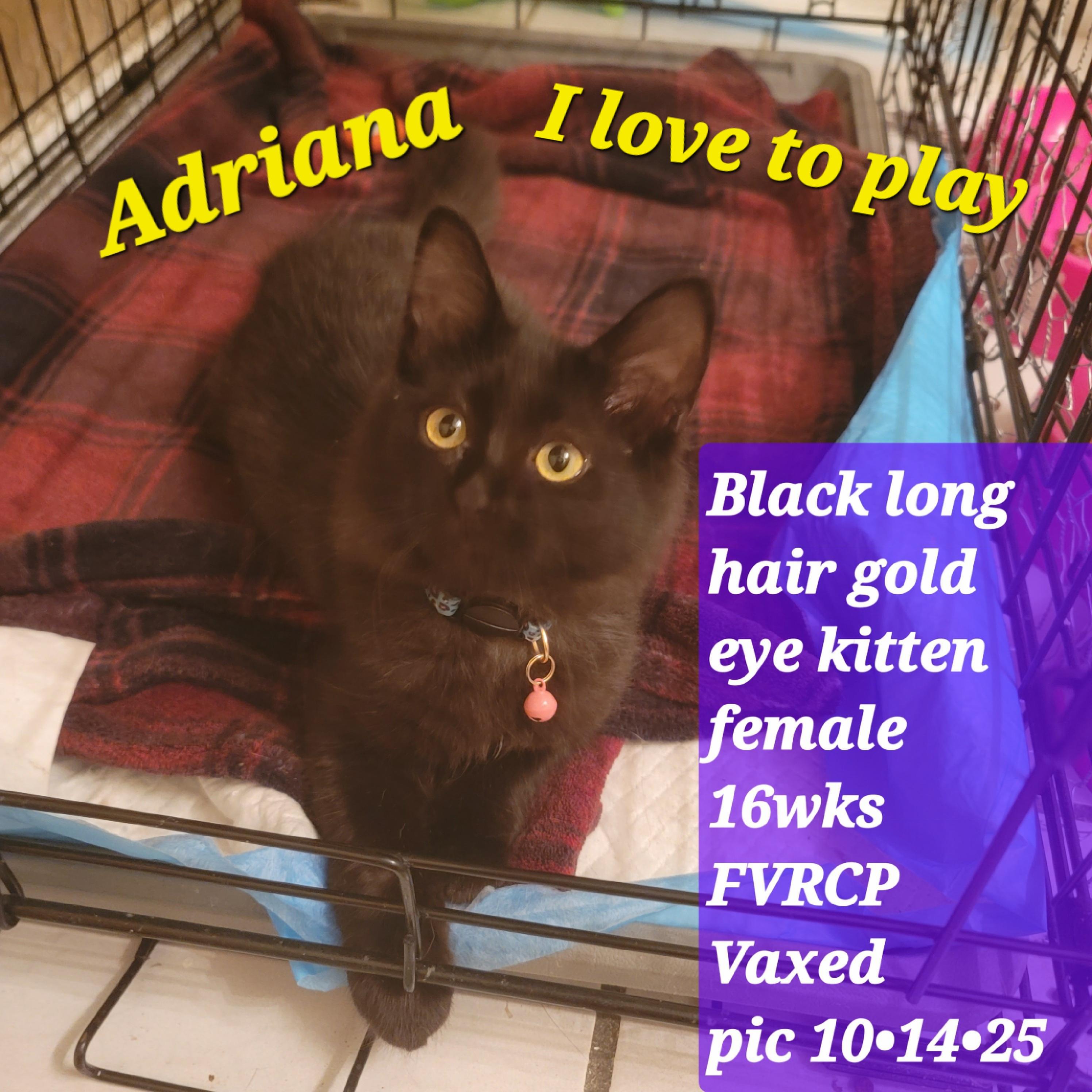 Enlarge Adriana, a Adoptable Domestic Medium Hair in Monrovia , CA image 1/1