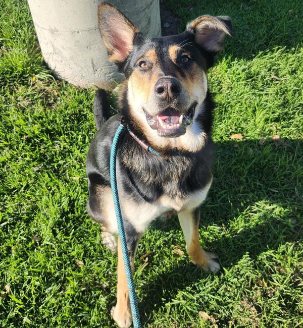 Enlarge Banjo, a Adoptable mixed breed in Dublin, CA image 1/4