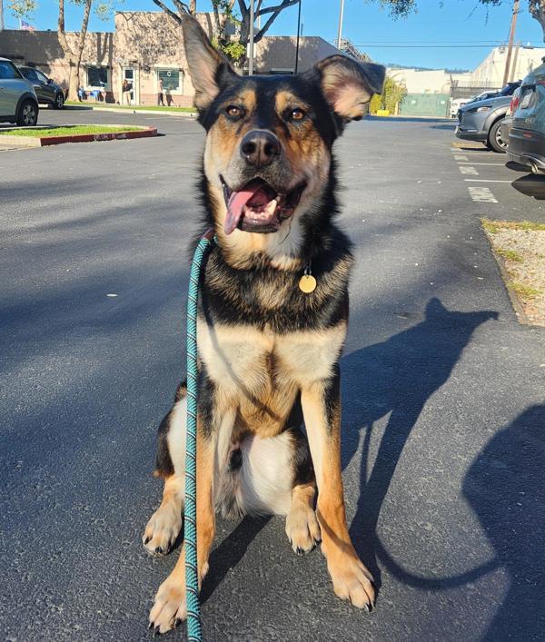 Enlarge Banjo, a Adoptable mixed breed in Dublin, CA image 2/4