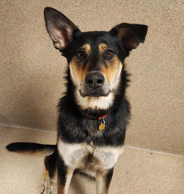 Enlarge Banjo, a Adoptable mixed breed in Dublin, CA image 3/4