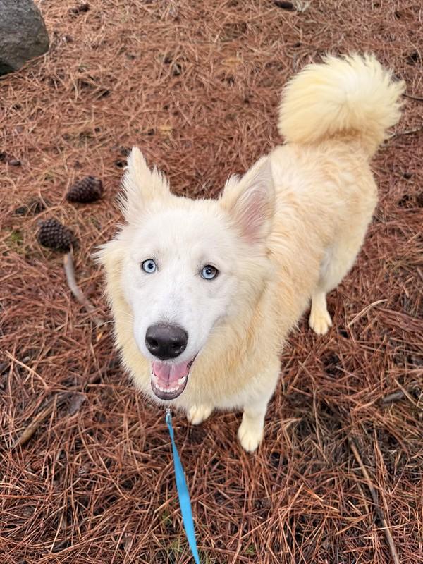 Enlarge Cruella, a ADOPTABLE mixed breed in Truckee, CA image 1/3