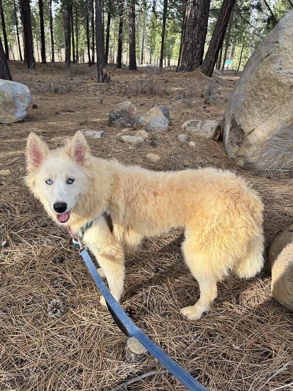 Enlarge Cruella, a ADOPTABLE mixed breed in Truckee, CA image 2/3