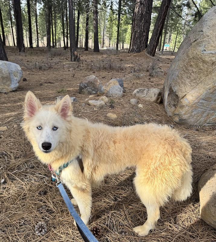 Enlarge Cruella, a ADOPTABLE mixed breed in Truckee, CA image 3/3