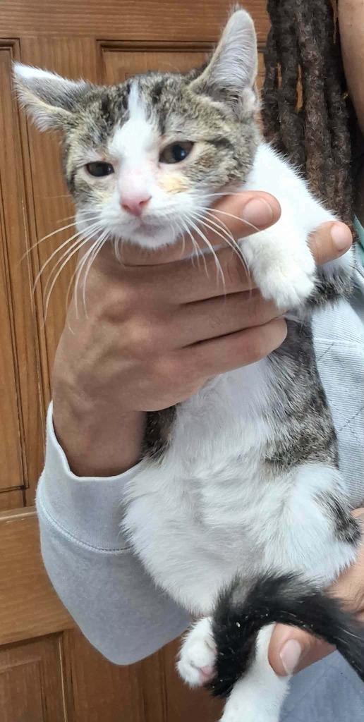 Zola, Adoptable, Kitten Female Domestic Short Hair.