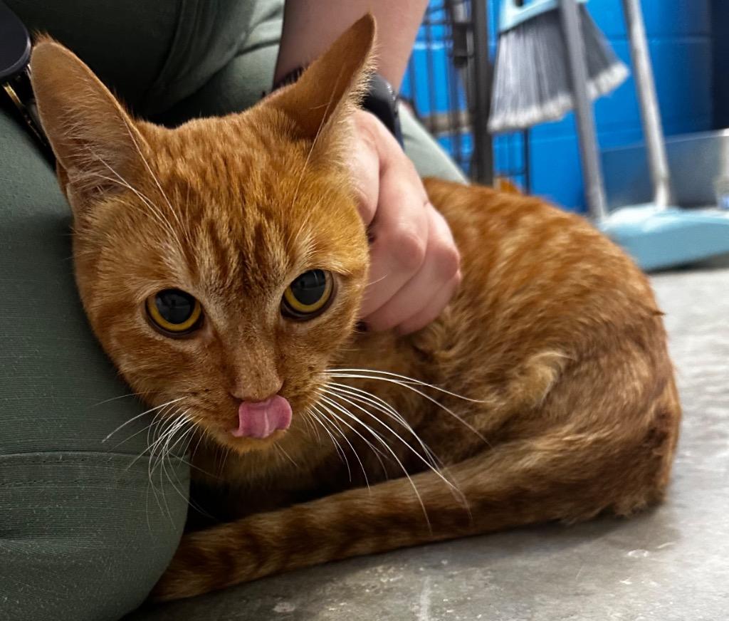 Adaline, Adoptable, Adult Female Domestic Short Hair.