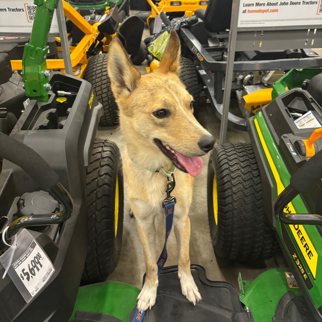 Biscuit, a Adoptable Mixed Breed in Columbia, MO image 1/6