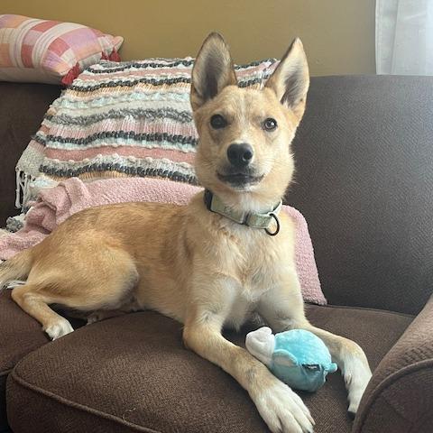 Biscuit, a Adoptable Mixed Breed in Columbia, MO image 2/6