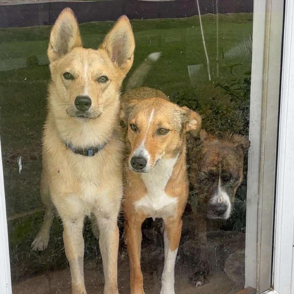 Biscuit, a Adoptable Mixed Breed in Columbia, MO image 3/6