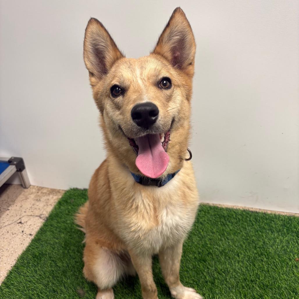 Biscuit, a Adoptable Mixed Breed in Columbia, MO image 4/6