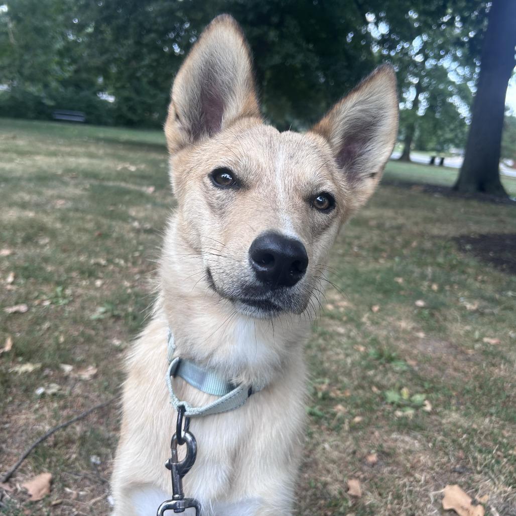 Biscuit, a Adoptable Mixed Breed in Columbia, MO image 5/6