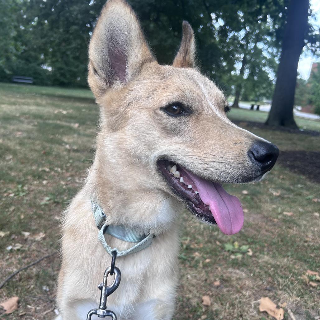 Biscuit, a Adoptable Mixed Breed in Columbia, MO image 6/6