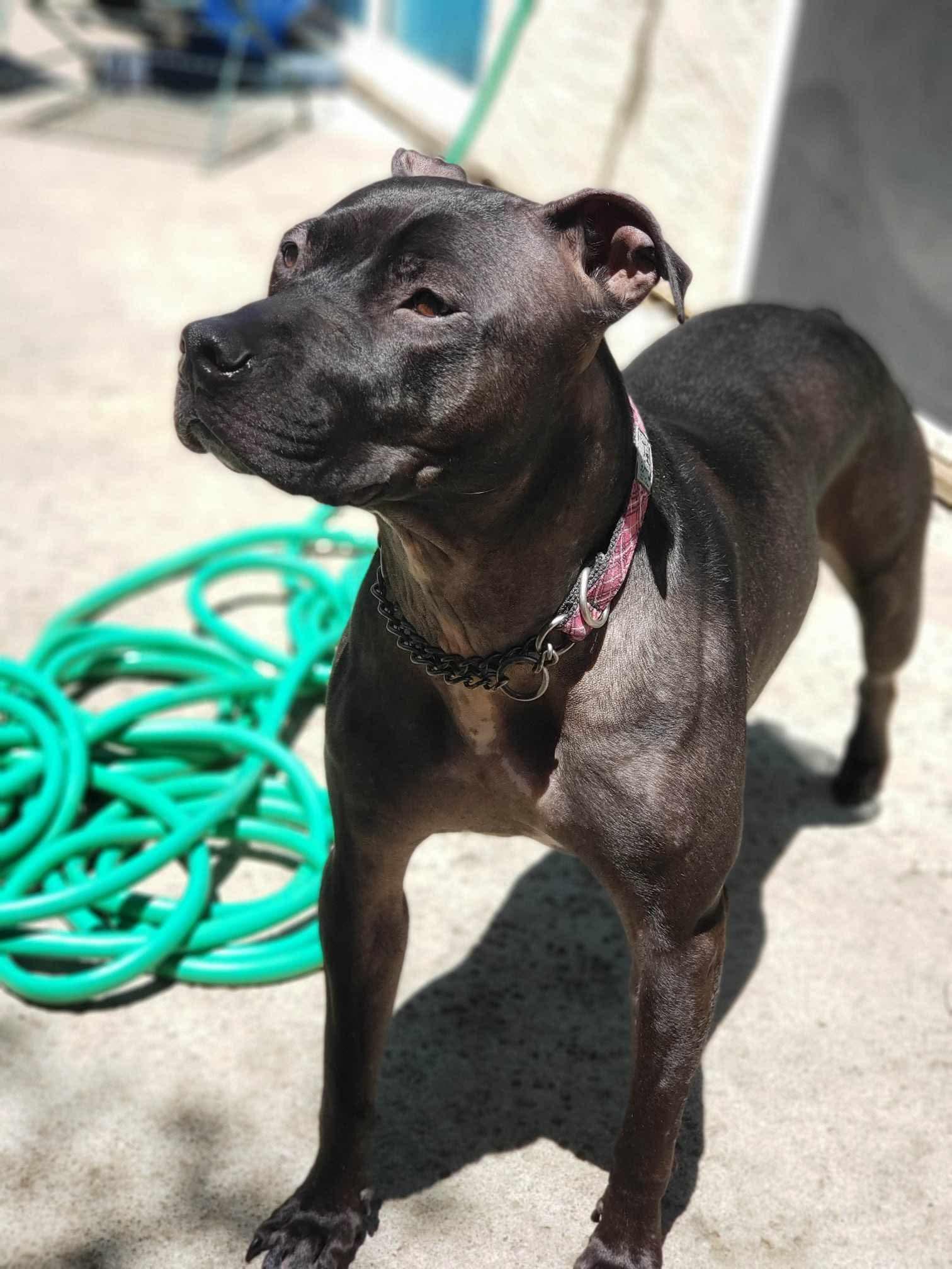 Enlarge Mallory!!, a Adoptable mixed breed in Rocklin , CA image 5/6