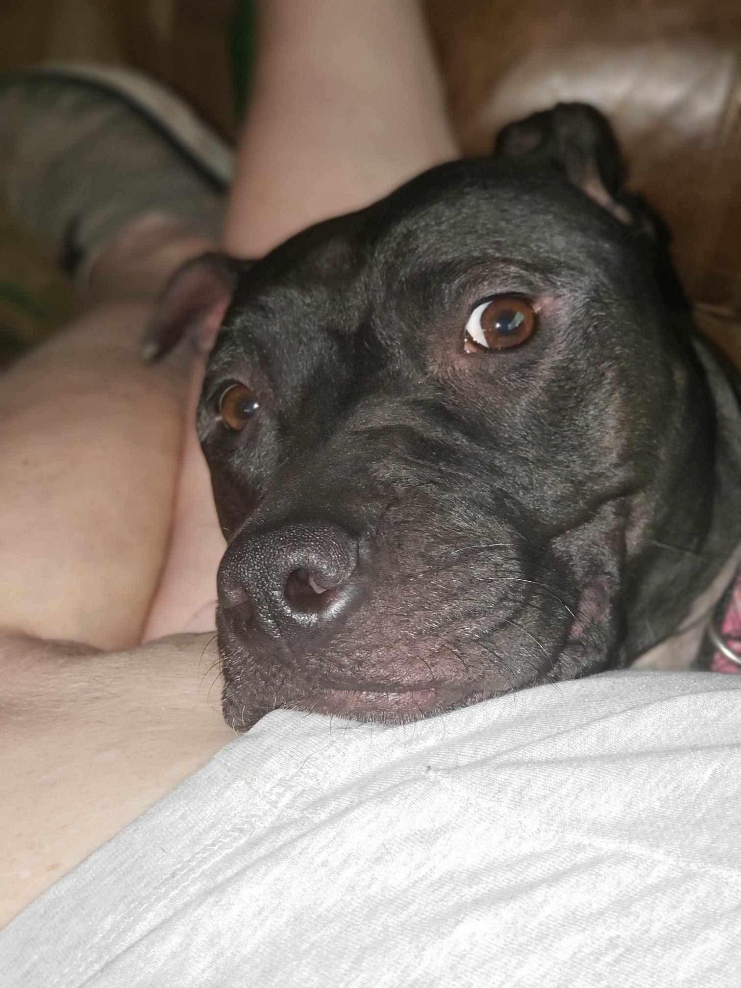 Enlarge Mallory!!, a Adoptable mixed breed in Rocklin , CA image 6/6