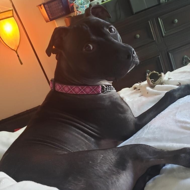 Mallory!!, Adoptable, Adult Female Pit Bull Terrier.