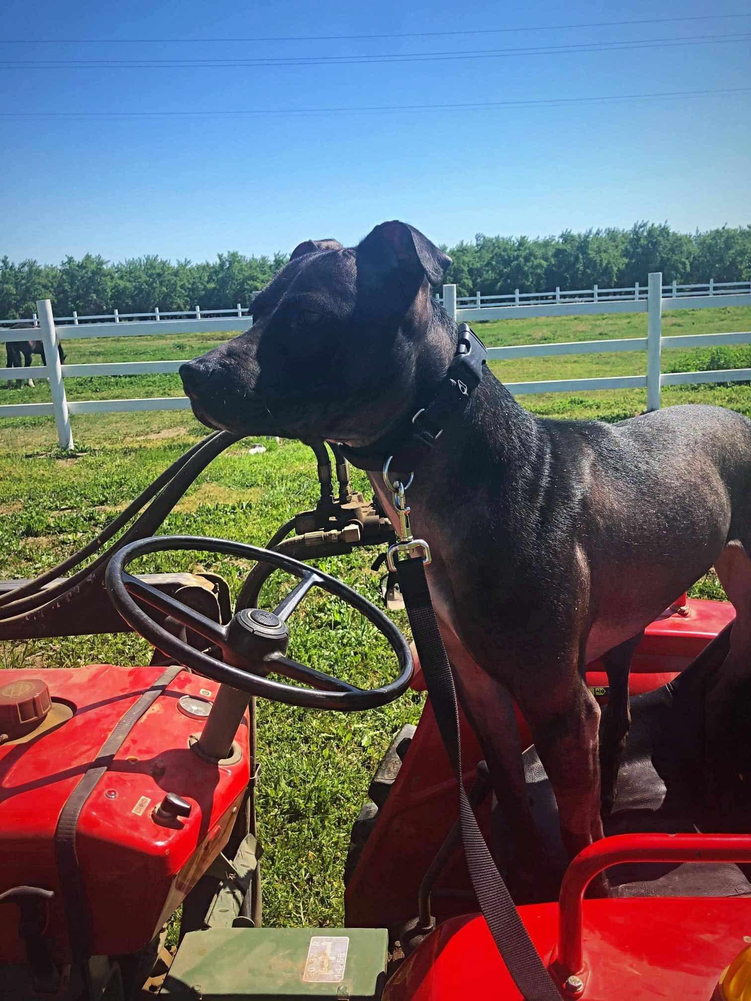 Mallory!!, Adoptable, Adult Female Pit Bull Terrier.