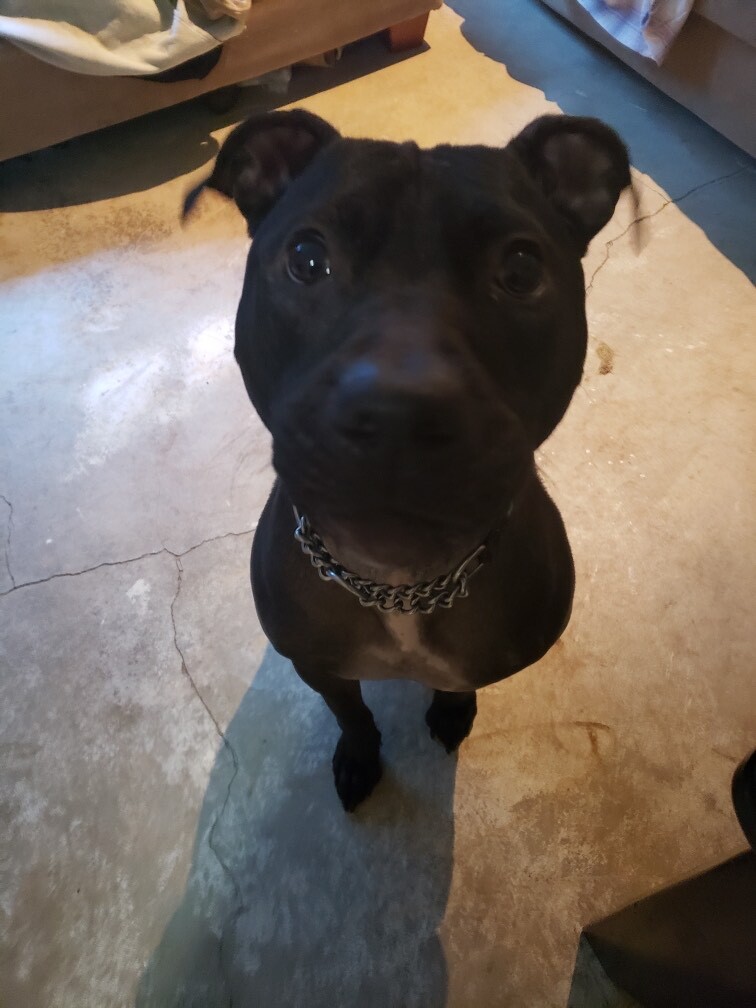 Mallory!!, a Adoptable mixed breed in Rocklin , CA image 5/6