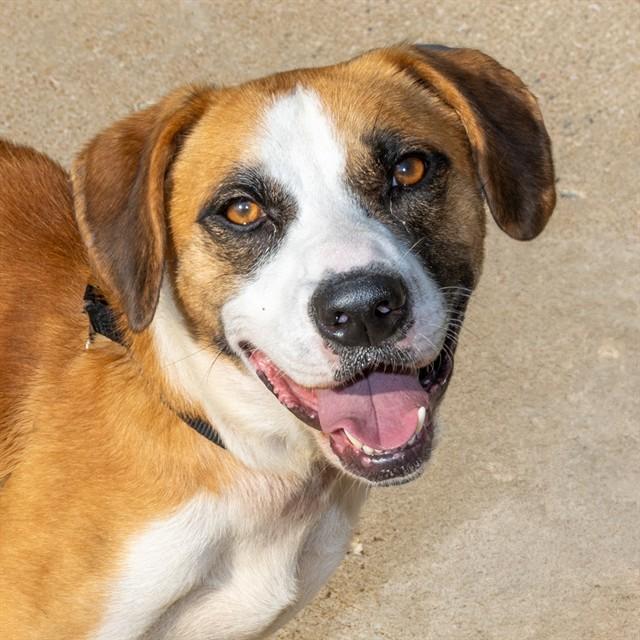 Enlarge WHISTLE, a Adoptable mixed breed in Saint Louis, MO image 1/1