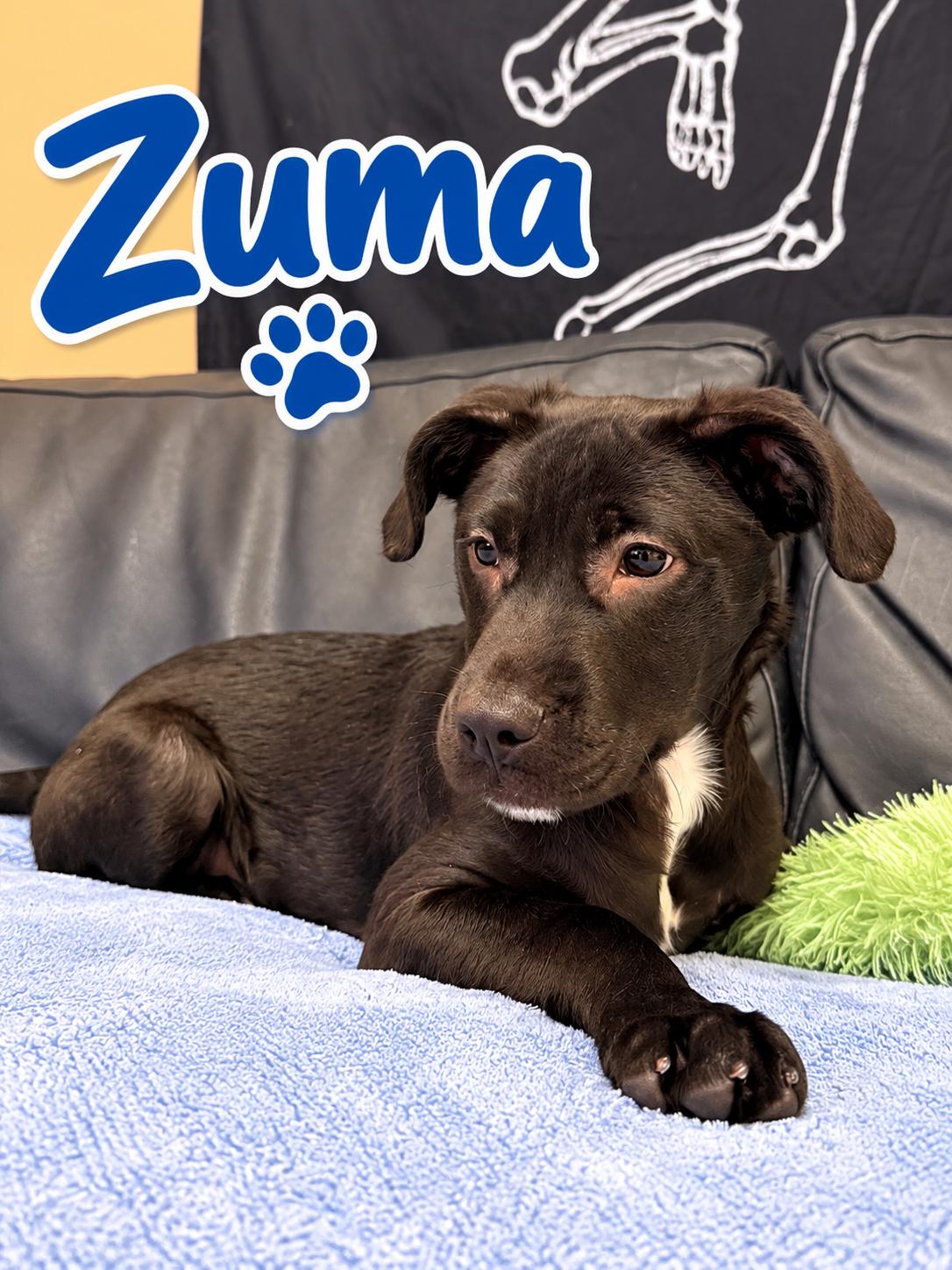 Enlarge Zuma, a Adoptable mixed breed in Rock Hill, NY image 1/2