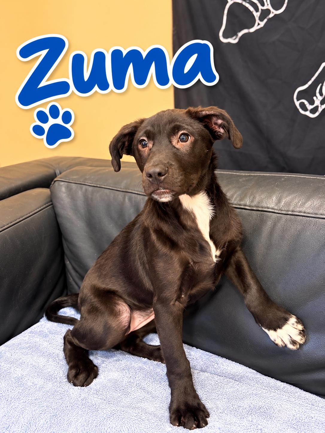 Enlarge Zuma, a Adoptable mixed breed in Rock Hill, NY image 2/2