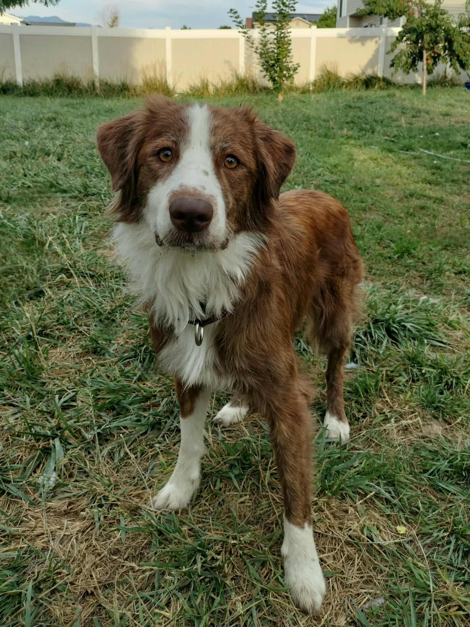 Penny