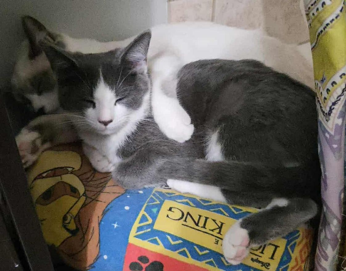 Enlarge Jelly, a Adoptable Domestic Medium Hair in Beckley, WV image 2/2