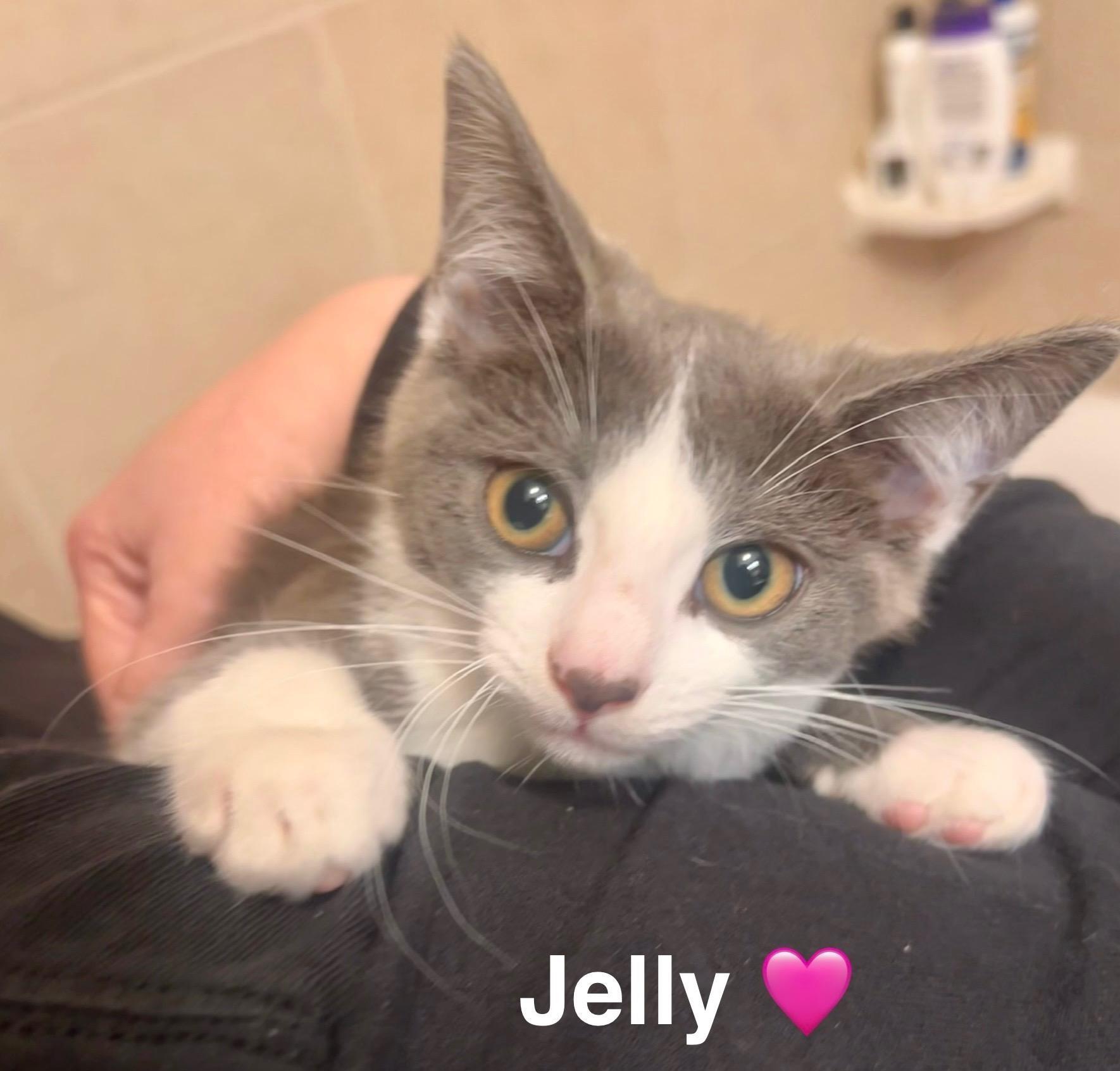 Enlarge Jelly, a Adoptable Domestic Medium Hair in Beckley, WV image 1/2