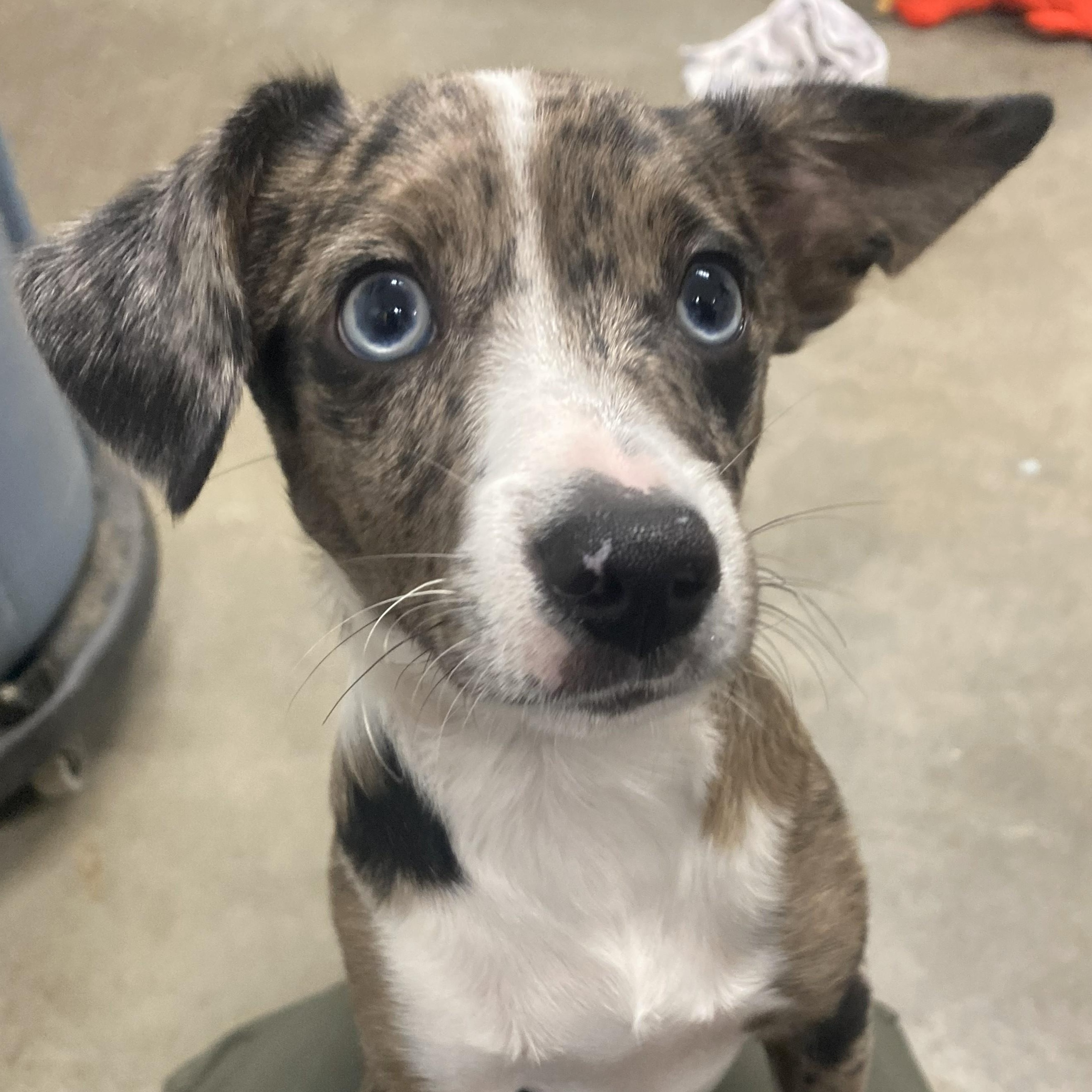 Enlarge Cosmo, an adopted mixed breed in The Dalles, OR image 1/1