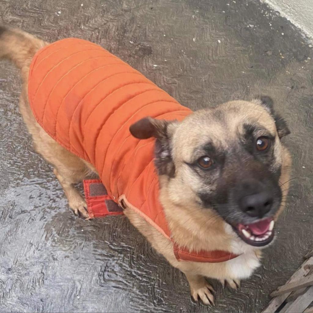 Fresa, a Adoptable mixed breed in San Diego, CA image 1/3