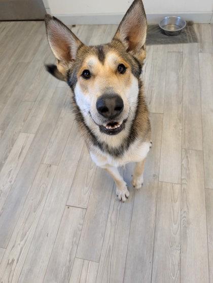 Simba, a Adoptable mixed breed in South Bend, IN image 1/3