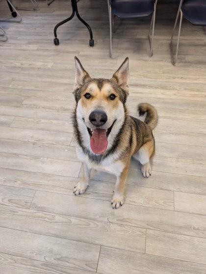 Enlarge Simba, a Adoptable mixed breed in South Bend, IN image 2/5