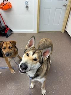 Enlarge Simba, a Adoptable mixed breed in South Bend, IN image 1/1