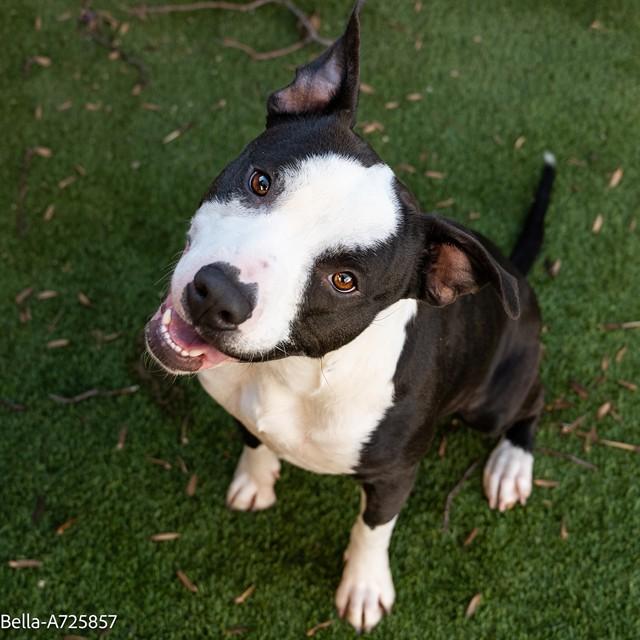 Enlarge BELLA, a Adoptable Pit Bull Terrier in Sacramento, CA image 1/1