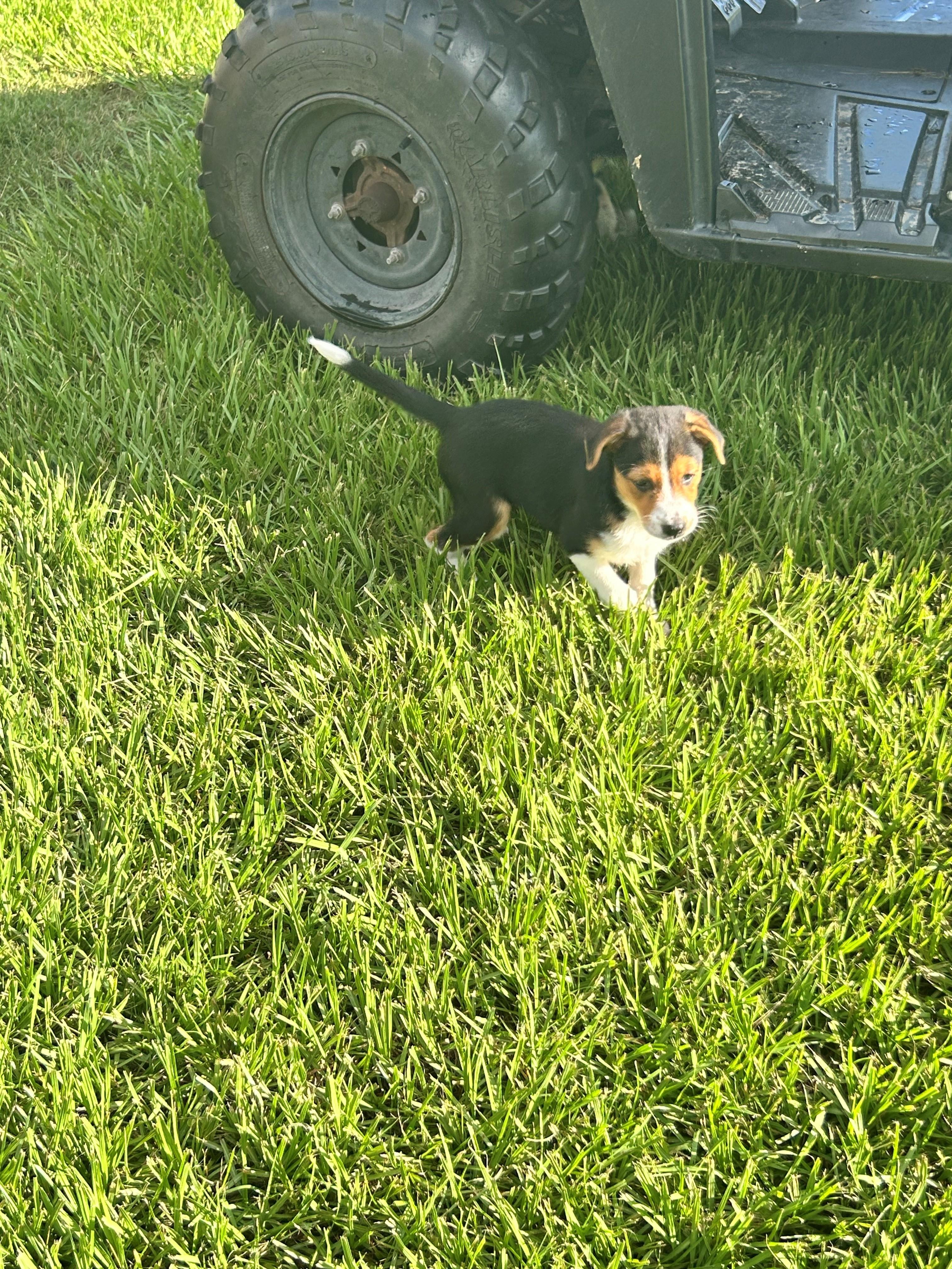 Enlarge Libby, a Adopted mixed breed in Zephyrhills, FL image 3/3